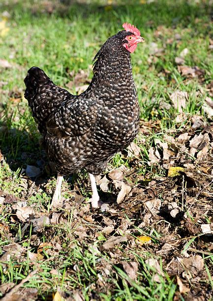 Bard Rock Chicken Stock Photos Pictures And Royalty Free Images Istock