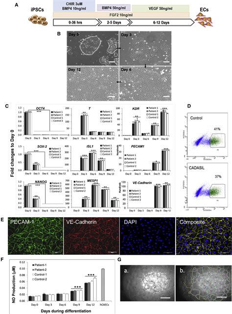 Endothelial Cell Differentiation From Ipscs A Schematic Illustration