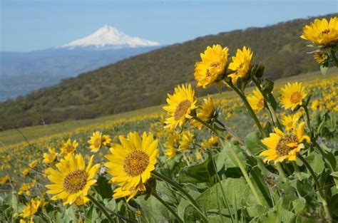 10 Oregon Wildflower Hikes That Are Blooming Right Now