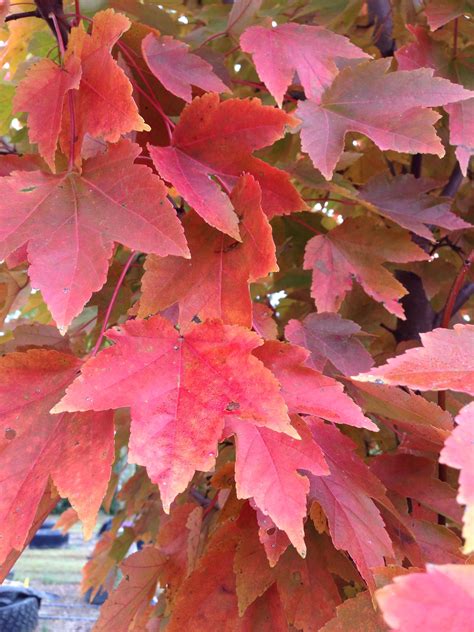 Aver Rubrum October Glory Red Maple Plant Leaves Popular Tree Plants