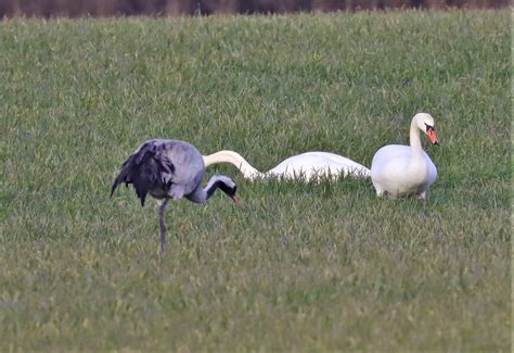 H Ckerschw Ne Mit Kranich H Ckerschwan Cygnus Olor C R Flickr