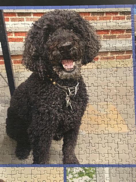 this is my dog, a small part of the custom 1500 piece ravensburger ...