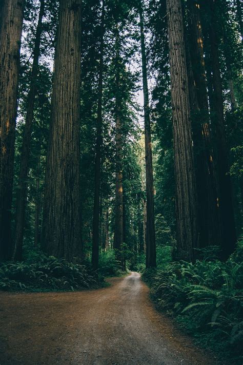 Nature Trees Road Forest Branches HD Phone Wallpaper Pxfuel