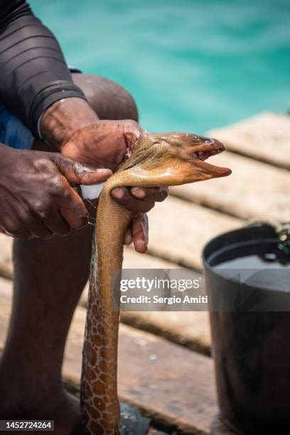 Eel Skin Photos and Premium High Res Pictures - Getty Images