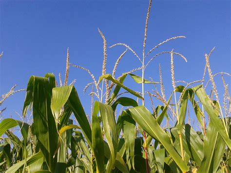 Free Images : nature, sky, field, meadow, prairie, flower, crop ...