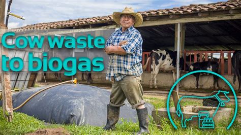 Turning Dairy Cows Waste Into Biogas Sistema Bio Digesters YouTube