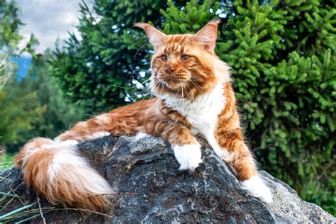 World Famous Cats Guide Maine Coon Cat Buy Maine Coon Cat Maine