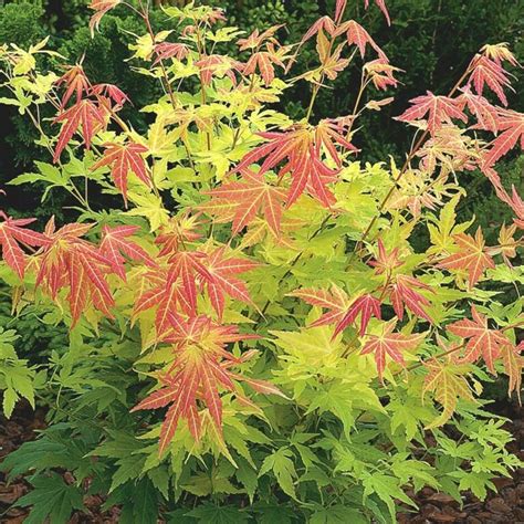 Acer Orange Dream Japanese Maple Standard 13 Pot Hello Hello Plants