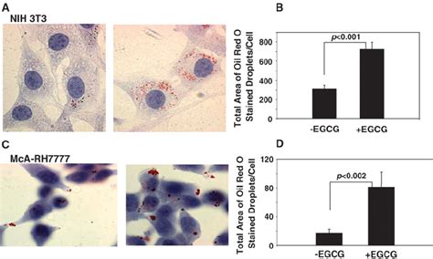 Epigallocatechin Gallate Egcg Increases The Amount Of Cytosolic Lipid