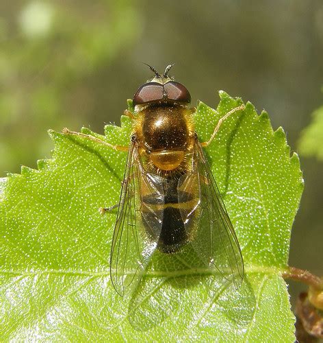 Epistrophe Eligans Male Ryton Wood Warwickshire 2010b Flickr