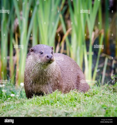 Imagen De Una Nutria Fotografías E Imágenes De Alta Resolución Alamy