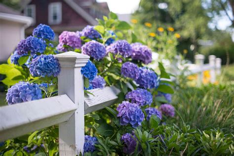 15 Companion Plants For Hydrangeas That Will Help Them Thrive