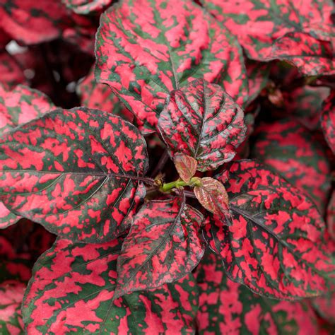 Hippo® White Polka Dot Plant | Plant Addicts