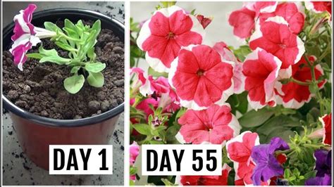 Know The Right Way To Grow And Care For Petunia Plant Youtube