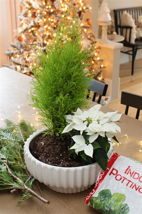 Fresh Greenery Christmas Centerpiece Clean And Scentsible