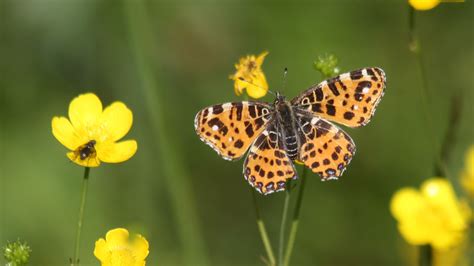 Brown Black Dots Butterfly On Yellow Flower In Green Blur Background Hd