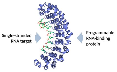 Programmable RNA-binding proteins