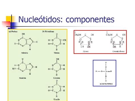 NIVELES DE ORGANIZACCIN DE LA MATERIA BIOELEMENTOS Y