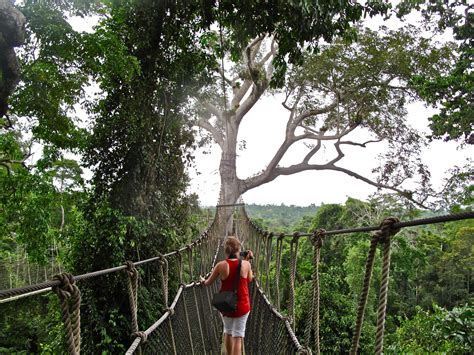 Canopy Walk in Ghana | The good place, Places ive been, Ghana