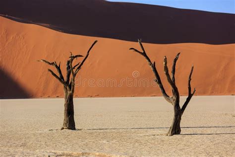 Silhouette Di Alberi Secchi Secolari Nel Deserto Tra Dune Di Sabbia