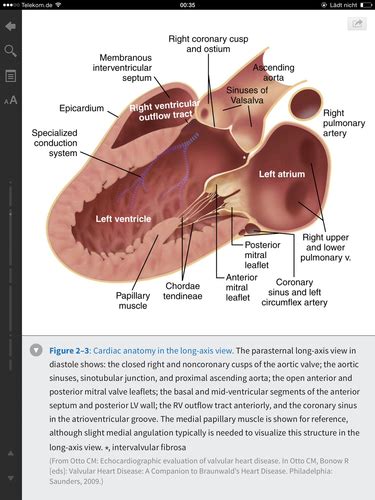 Echo Anatomy Physiology Karteikarten Quizlet