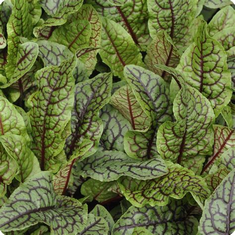 Sorrel Seeds - Red Veined - Heirloom Untreated NON-GMO From Canada