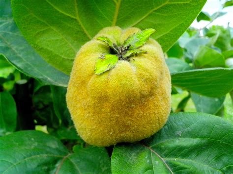 Free picture: yellow, large, ripe, fruit, quince