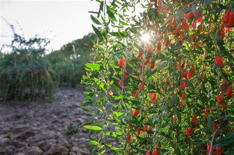 Premium Photo Goji Berry Fruits And Plants In Sunshine Garden