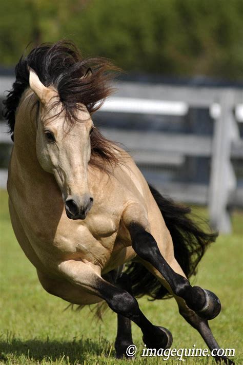 Riders And Horses 11