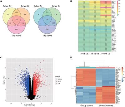 Frontiers Bioinformatics Analysis Identified Mir P And Key Mirna