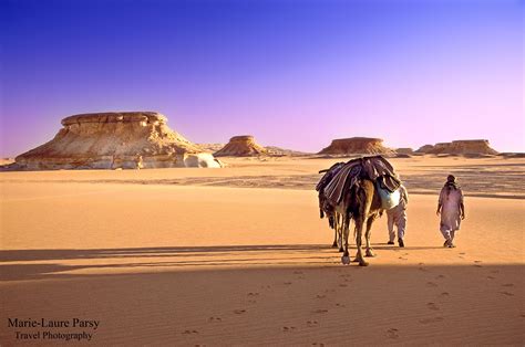 Fond Décran Désert Erg Ciel Chameau Arabe Sahara Le Sable