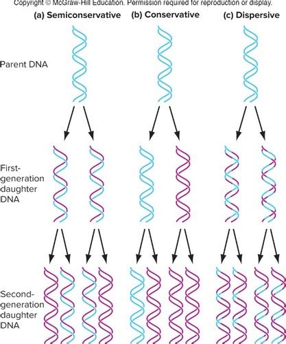 Lecture 15 Chapter 6 Dna Structure Replication And Recombination