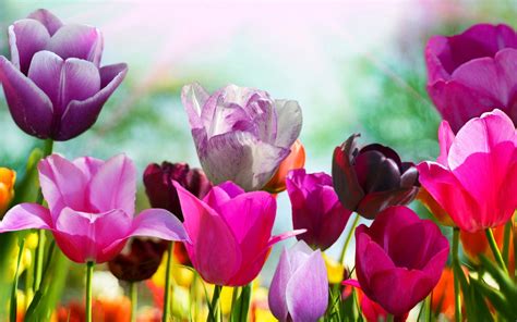 Spring Wallpaper and Screensavers HD (70+ images)