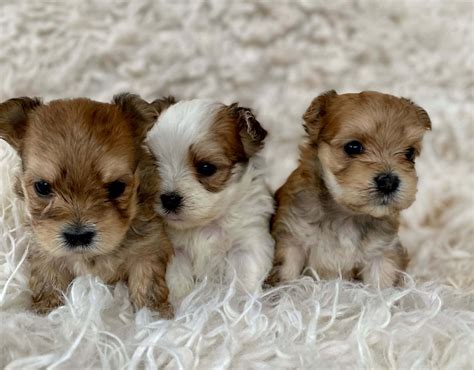 Adoptable Dogs in Your Local Shelter | Dog adoption near me, Small dog