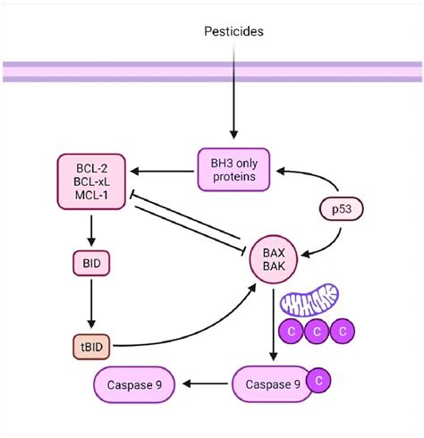 The Mitochondrial Mediated Intrinsic Apoptosis Is Associated With The Download Scientific