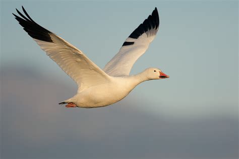 Snow Geese Wallpaper - WallpaperSafari