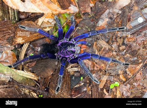 Iridescent Blue Tarantula In Tropical Rainforest On The Pacific Coast