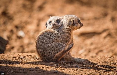 Newborn meerkats shown at Chester zoo for the first time | Daily Mail ...