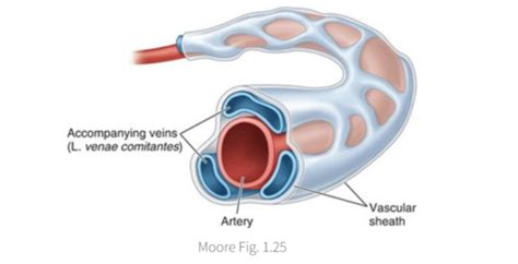 Clinical Anatomy Exam Content I Flashcards Quizlet