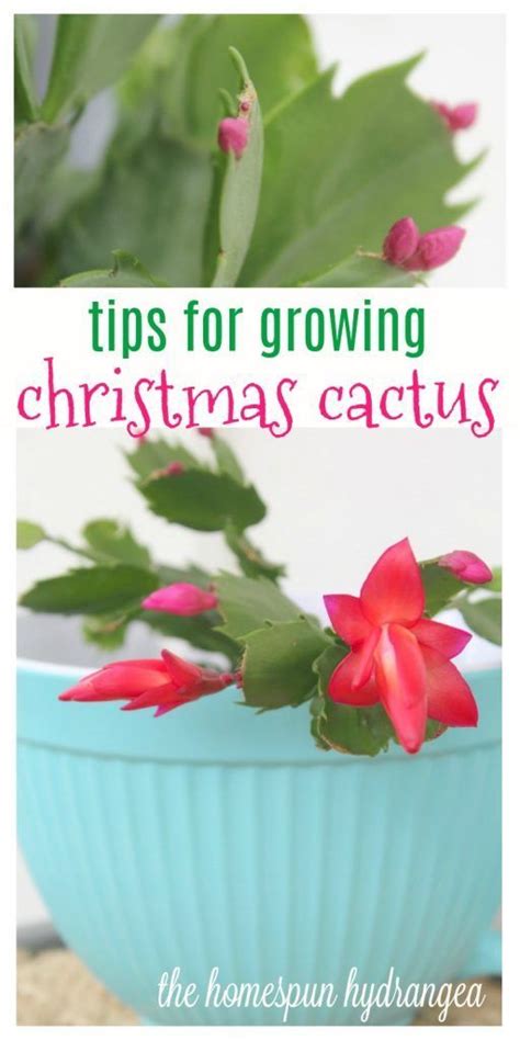 How To Care For A Christmas Cactus The Homespun Hydrangea Christmas