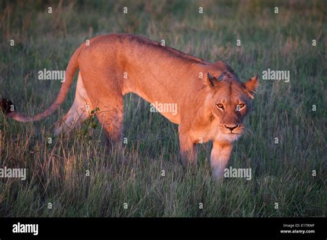 lion chobe national park botswana africa stock photo alamy