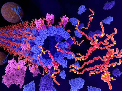 Lipa Gene Linked To Tau Protein Propagation In C Elegans