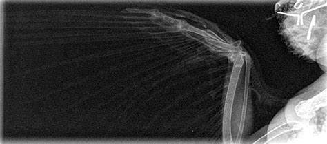 X Ray Of Bird Wing Detailed Examination Of Bird Wing Bones Showcasing