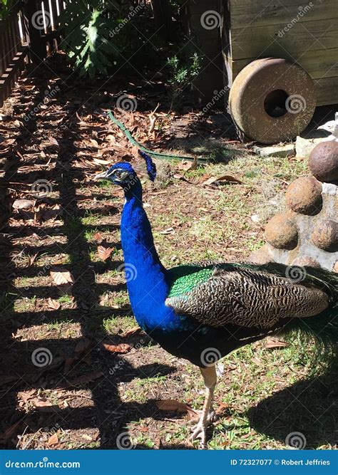 Peacock Stock Image Image Of Florida Peacock Nature 72327077