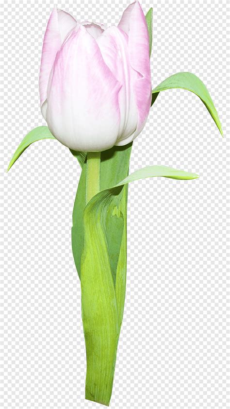 Tulip Cut Flowers Plant Stem Tulip Purple Plant Stem Png PNGEgg