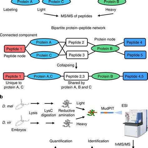 Peptide To Protein Clusters In Bottom Up Proteomics A The Schematic