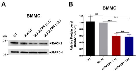 Figure S Knockdown Of Rack In Mouse Bone Marrow Derived Mast Cells