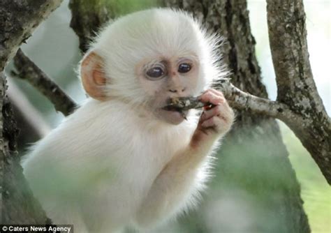 The Only White Monkey In The Whole World