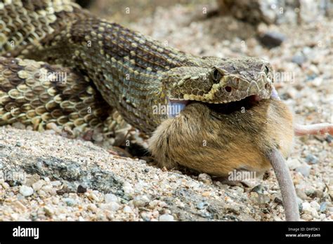 Mohave Rattlesnake eating a Cactus Mouse Crotalus scutulatus Stock Photo: 62420261 - Alamy