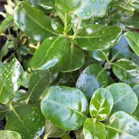 Coprosma Repens Awapuni Nurseries